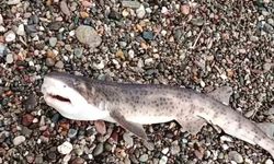 Çanakkale'de amatör balıkçıların oltasına yavru köpek balığı takıldı