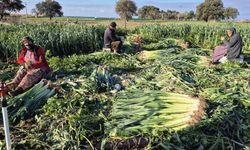 Çanakkale'de kışlık sebzelerde hastalık, zararlı ve yabancı ot sürveyleri gerçekleştirildi