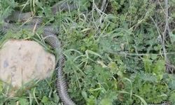 Çan'da 2 metrelik yılan kamerada