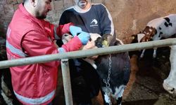 Çarşamba'da büyükbaş hayvanlara şap ve brucella aşısı