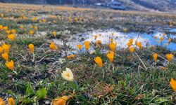 Çiğdemlerin açtığı Bartlı Yaylası'nda görsel şölen