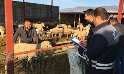 Denizli hayvancılığında sağlık, üretim ve güç bir arada