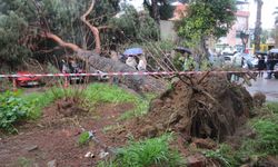 Dev çam ağacı park halindeki araçların üzerine devrildi