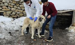 Diyadin'de köpeklere kuduz aşısı uygulaması başladı