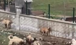 Diyarbakır'da sokak köpeklerinin bir köpeği parçalamaya çalıştığı anlar kamerada