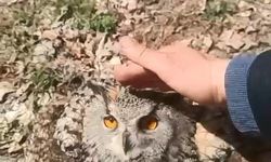 Doğada bulduğu puhu kuşunu 'fıstık' diyerek sevdi