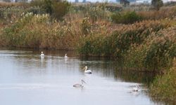 EKODOSD Başkanı Sürücü: 'Söke Ovası antik dönemdeki deniz görünümüne döndü'