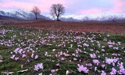 Elazığ'da baharın habercisi çiğdemler erken açtı