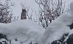 Elazığ'da koruma altındaki vaşak görüntülendi