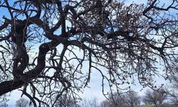 Ergani'de badem ağaçları erken çiçek açtı