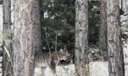 Erzurum'da nesli tehdit altındaki vaşak görüntülendi