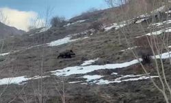 Erzurum'da yavru yaban domuzu sürüsünü arıyor