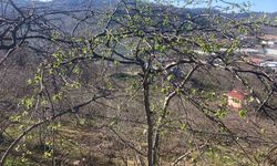 Fındık üreticilerine sigorta uyarısı