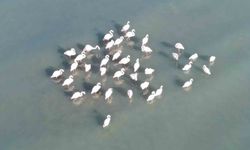 Flamingolar bu yıl da Van'dan göç etmedi