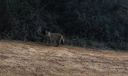 Ganos Dağları'nda yaban kedisi görüldü
