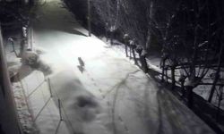 Gürün'de kurtlar mahalleye indi