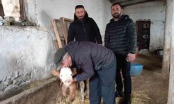 Hasta buzağıya evinde baktı
