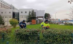 Hastane bahçelerinde budama ve bakım çalışması yapılıyor