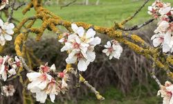 Hayrabolu'da badem ağaçları erken çiçek açtı
