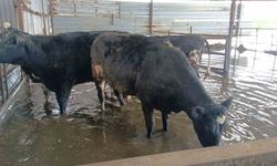 Hayvan damları sular altında kaldı, hayvanlar tahliye ediliyor