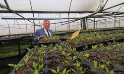 Honaz'da 8 Mart'a özel 8 bin çiçek kadınlara dağıtılacak