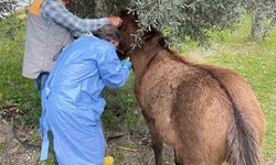 İncirliova'da Afrika At Vebası'na karşı çalışma başlatıldı
