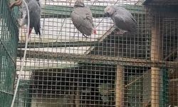 İstanbul Havalimanı'nda 20 adet Afrika gri papağanı ele geçirildi