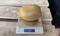 İznik'te yetiştirilen dev kiviler ağırlıklarıyla rekor kırdı, Avrupa pazarının dikkatini çekti