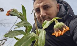 Karın başkenti Bitlis'te şubat sürprizi: Çiçekler karlar arasında açtı