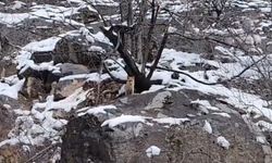 Karlar arasında yiyecek arayan tilki görüntülendi