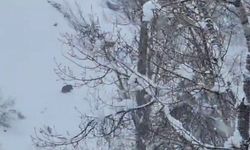 Karlı havada yiyecek arayan yaban domuzu görüntülendi