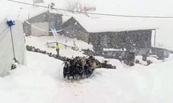 Keçilerin inadı yarım metreyi bulan kara yenilmedi