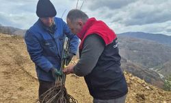 Kestane üretimi arttırılacak