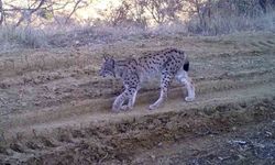 Kırmızı listedeki ormanın hayaleti vaşak fotokapana takıldı
