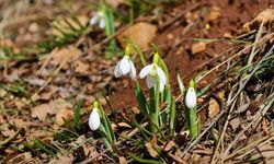 Konya'nın yüksek kesimlerinde kardelenler görücüye çıktı