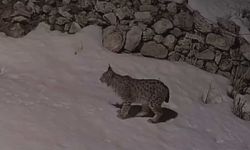 Köy yerleşim alanında yiyecek arayan vaşak güvenlik kamerasına yansıdı