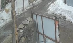 Köye inen kurt kaz sürüsüne saldırdı