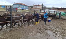 Kütahya'da ithal besilik sığırların aşılama ve sağlık kontrolleri yapıldı