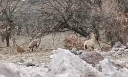 Malatya'da sürü halindeki yaban keçileri görüntülendi
