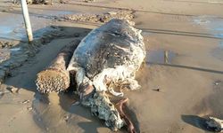 Manavgat'ta sahile ölü yunus vurdu