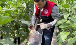 Manavgat'ta seralarda hasat öncesi pestisit denetimi