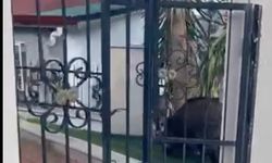 Marmaris Belediyesi'ne domuz davası