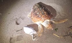 Marmaris'te 2 caretta caretta kıyıya vurdu