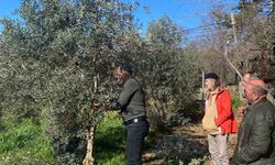 Menteşe'de zeytin ağaçları mercek altında