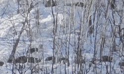 Munzur Vadisi'nde karlı dağlarda yiyecek arayan domuz sürüsü görüntülendi