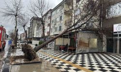 Muratlı'da ağaç kahvehanenin çatısına devrildi