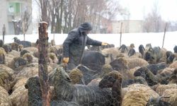 Muş'ta devlet desteğiyle hayvan sayısı arttı