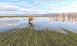 Muş'ta eriyen kar ve sağanak ovayı sular altında bıraktı