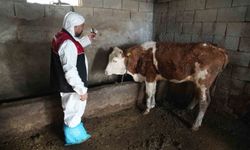 Muş'ta şap ve şarbon aşılama kampanyası başladı