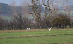 Nadir rastlanan beyaz balıkçıl kuşlar Bolu'da görüntülendi